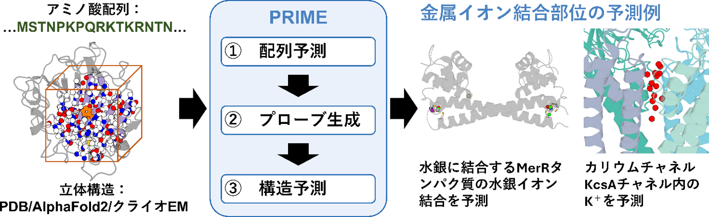 タンパク質の金属イオン結合部位を高精度･高速に予測する深層学習法を新規開発～金属酵素設計、メタロプロテオーム解析、創薬への貢献に期待～