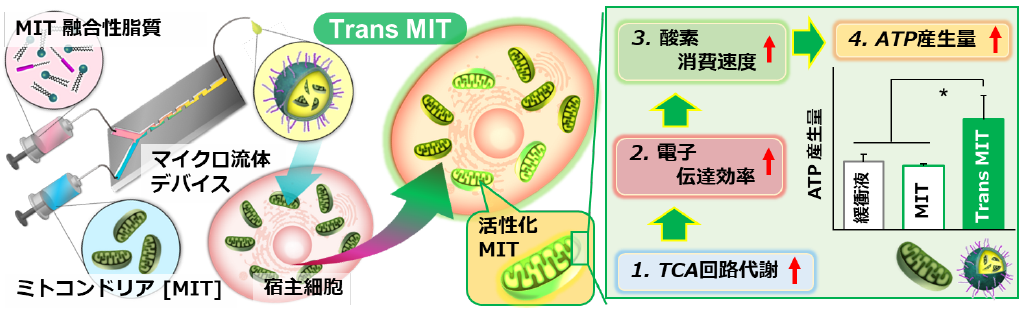 ミトコンドリアを”薬”として届けるナノカプセルの開発に成功～ミトコンドリア成分送達による新しい細胞機能制御技術～