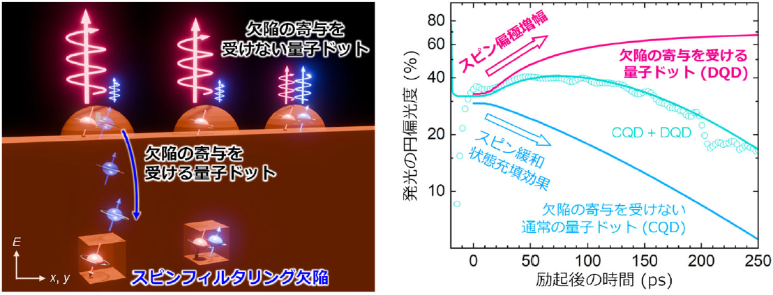 室温で高輝度かつ高円偏光度を示す半導体ナノ材料を開発～電子スピンのフィルタリング機能を発光層に直接搭載し、スピン-光変換素子の実用化へ前進～
