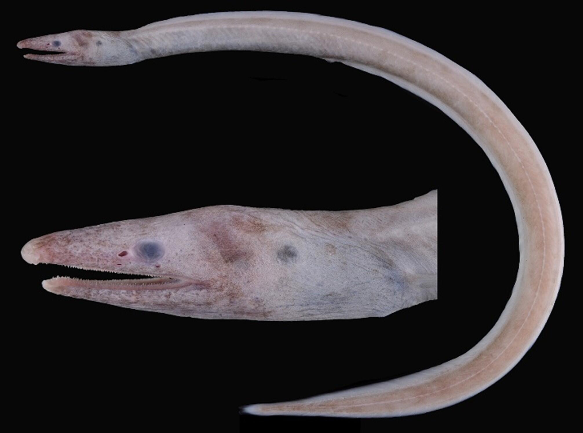 深海魚との10年にわたる”かくれんぼ”～ホラアナゴ科の隠蔽種の発見と新種記載～