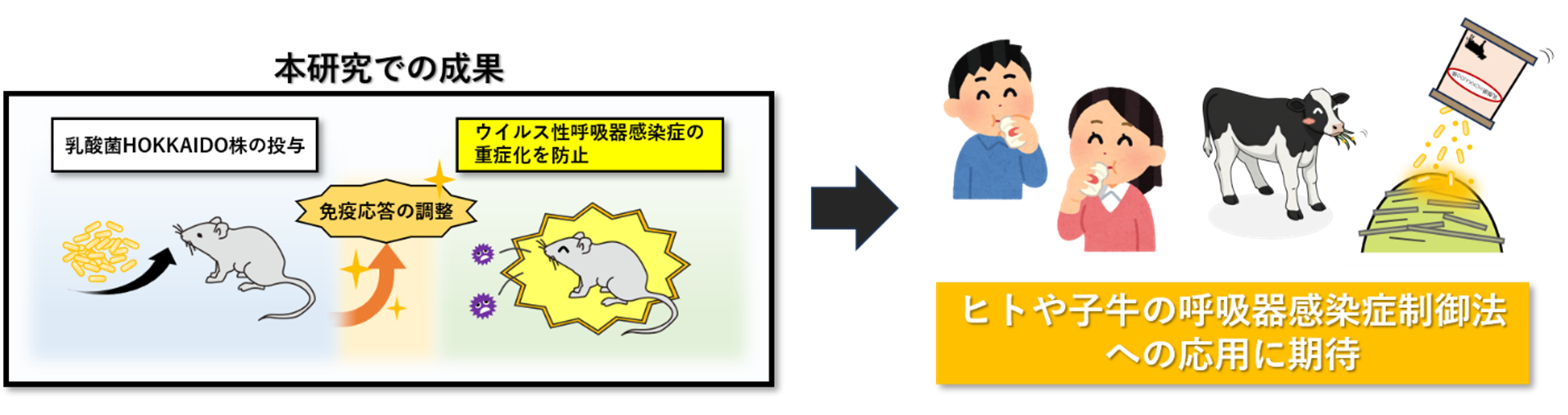 人も牛も健康に! 乳酸菌が呼吸器感染症の重症化を抑制～肺胞マクロファージの働きを介してウイルス感染を軽減する可能性を示唆～
