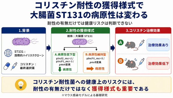 コリスチン耐性大腸菌の病原性を解明～コリスチン耐性の獲得様式によって大腸菌の病原性が大きく異なる～