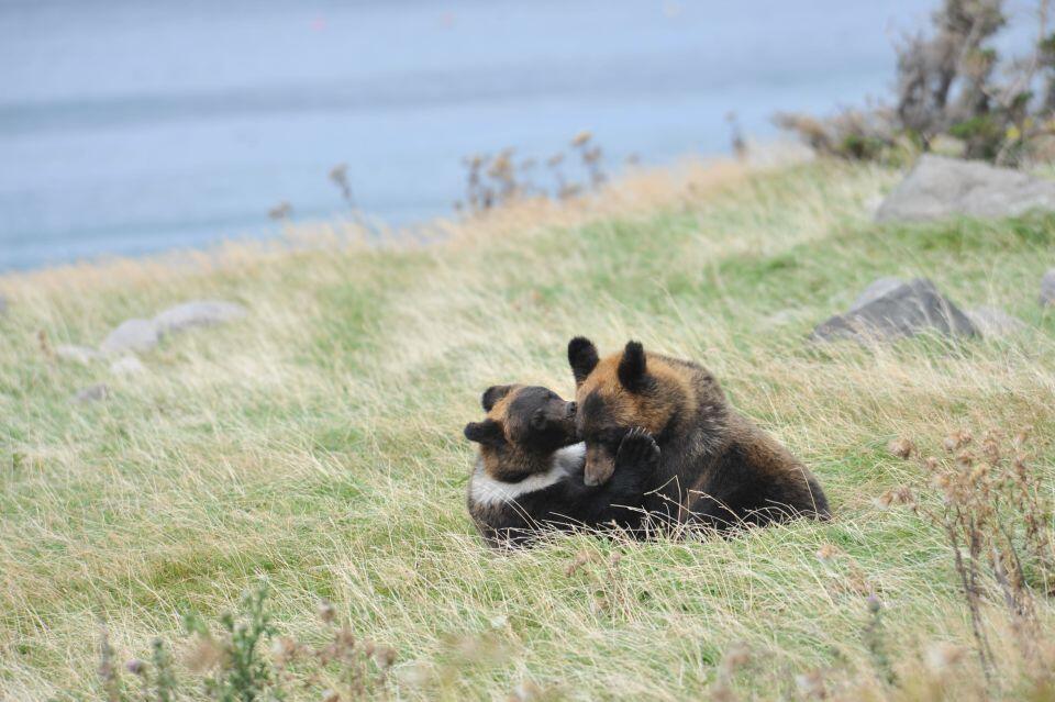 じゃれ合うヒグマの姿(撮影:山中正実)