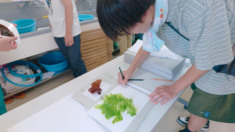 公開臨海実習で海藻の標本を作る様子（撮影：長尾 美歩）