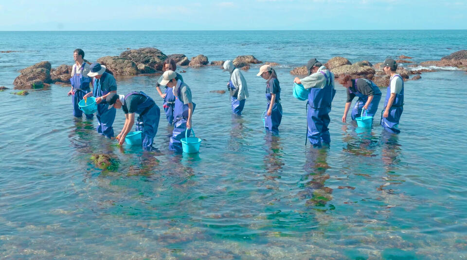 公開臨海実習で全国から集まった学生が、海岸に棲息する多様な海藻を採取する様子(撮影:長尾 美歩)</div>
<div class=