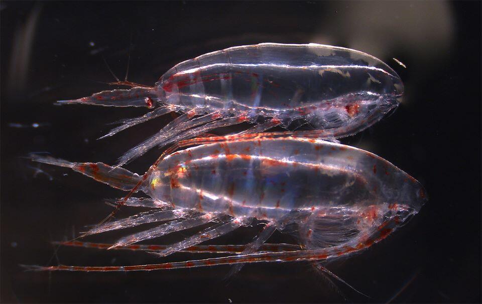 北極海産種のカイアシ(上)と太平洋産産種のカイアシ(下)。体長約10mm (提供:松野孝平 助教)