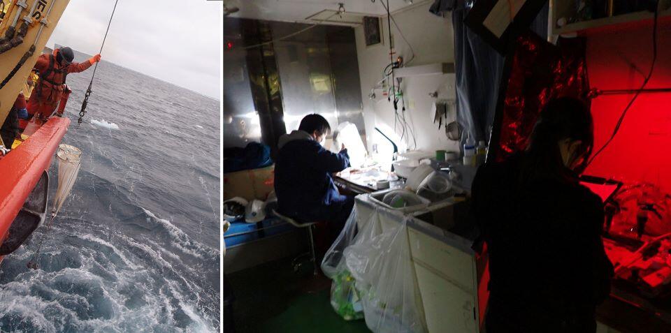 北極海で船上からプランクトンを採取する様子（左）。採取したプランクトンは船上でさっそく分析する（右）（提供：松野 孝平 助教）