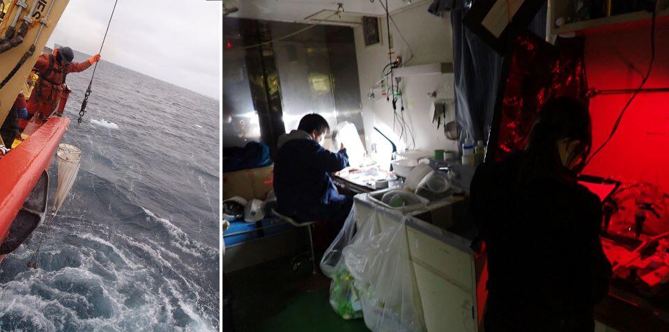 北極海で船上からプランクトンを採取する様子(左)。採取したプランクトンは船上でさっそく分析する(右)(提供:松野 孝平 助教)