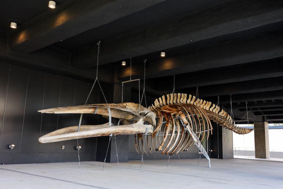 ニタリクジラの骨格標本が来館者をお出迎え(撮影:長尾 美歩)