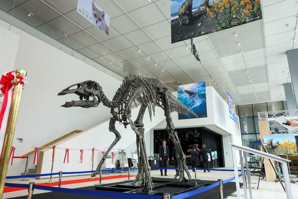 「完全版」のカムイサウルス全身骨格(撮影:長尾 美歩)