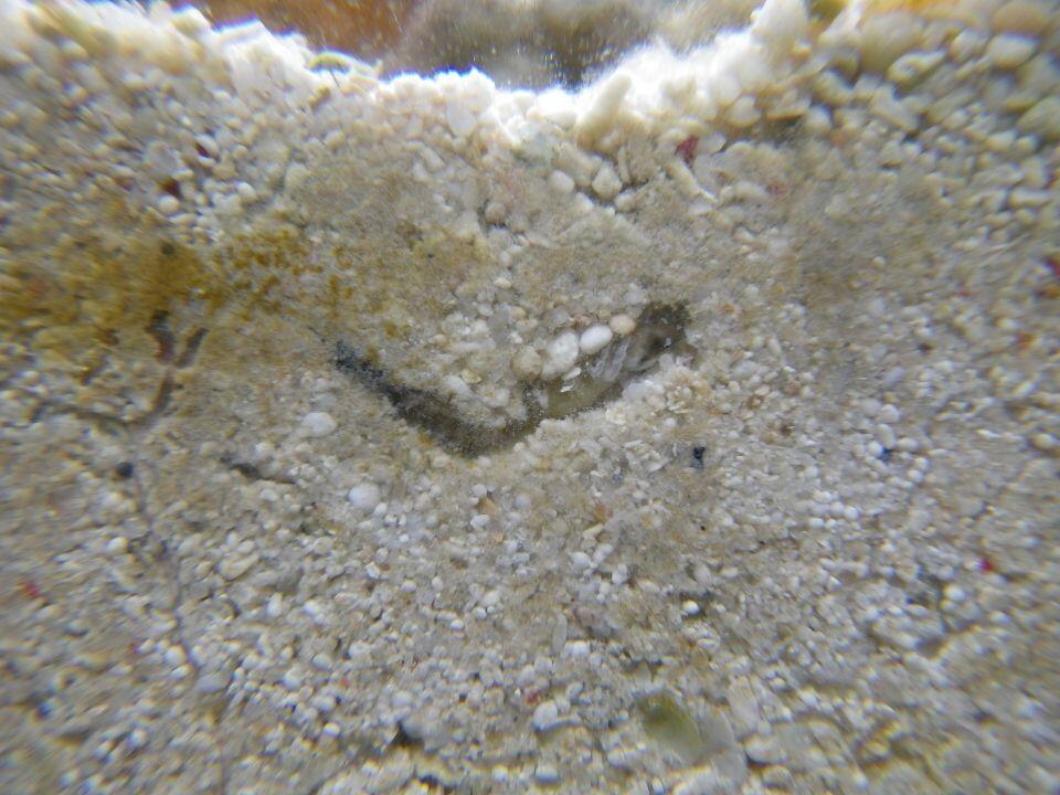 名古屋港水族館の水槽水底にトンネルを掘っていたランマアプセウデス（写真右が前方）。（提供：角井敬知講師）