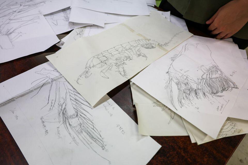 松島さんが描いたランマアプセウデスの体のパーツのスケッチ