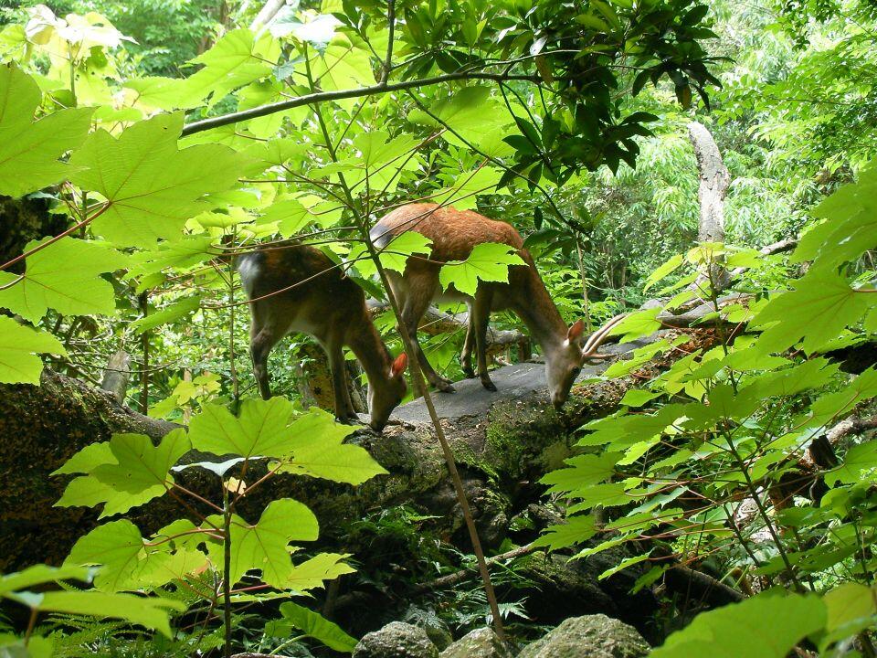 倒木の上に乗ってキノコを並んで食べるヤクシカ。屋久島西部の照葉樹林にて