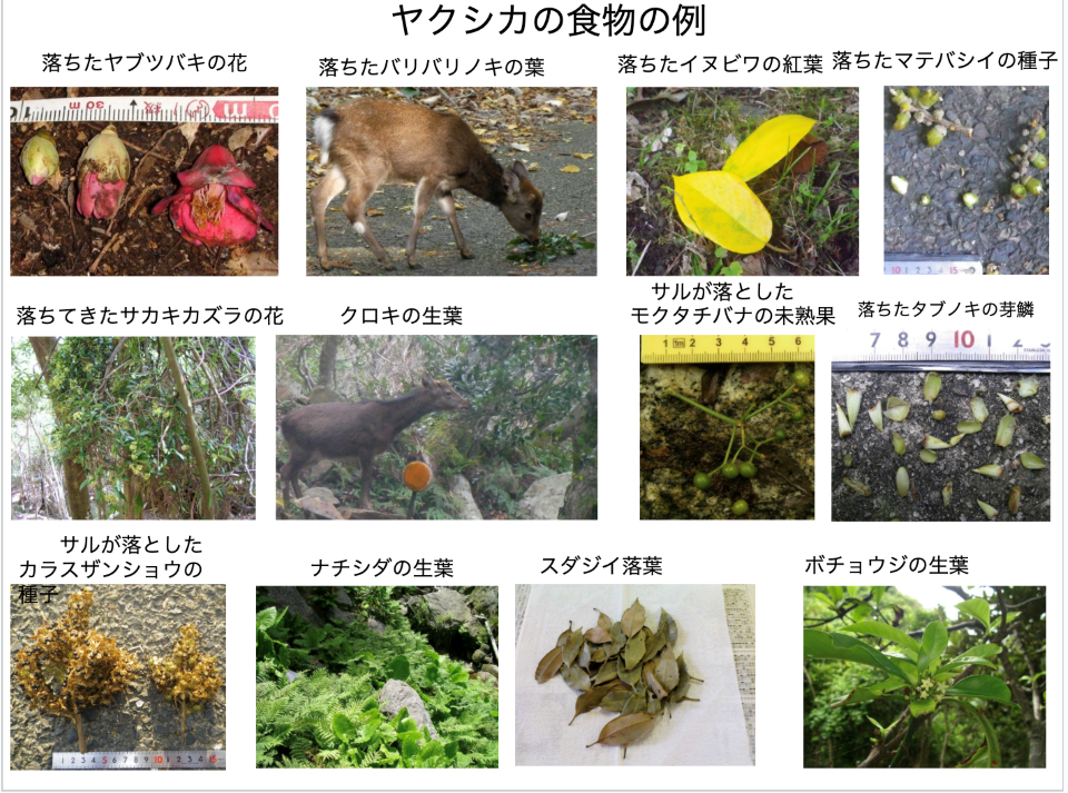 ヤクシカの食べ物の例。照葉樹の葉や花、種子などさまざま
