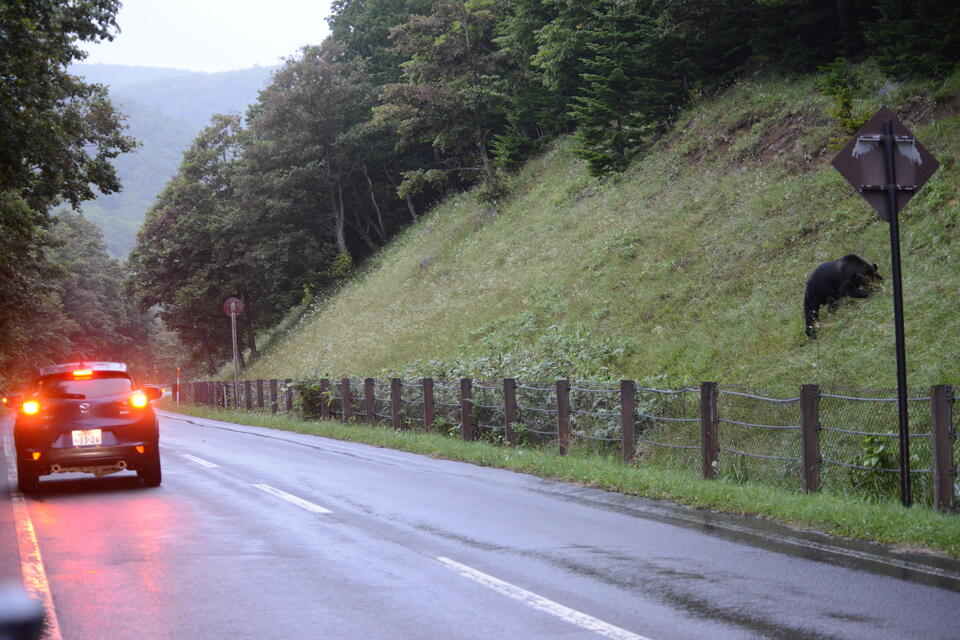 道路脇に現れたヒグマ（提供：下鶴倫人准教授）