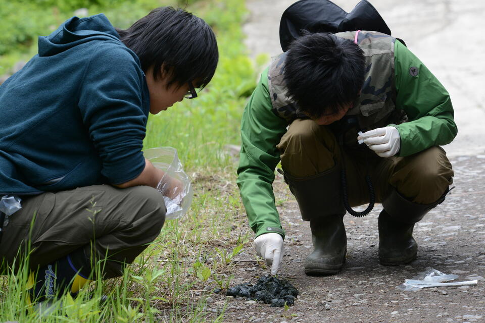 ヒグマのフンのDNAを採取する様子（提供：下鶴倫人准教授）

