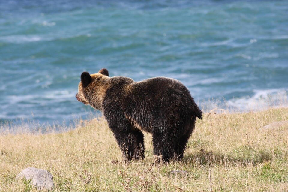 農業被害や人的被害数の増加を受け、ヒグマの捕獲数は23年度に過去最多となった（提供：坪田敏男教授）