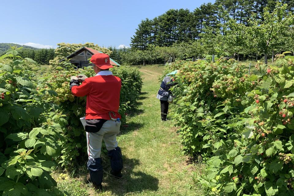 砂川果樹園（余市町）の北大ラズベリー収穫の様子（提供：砂川果樹園）