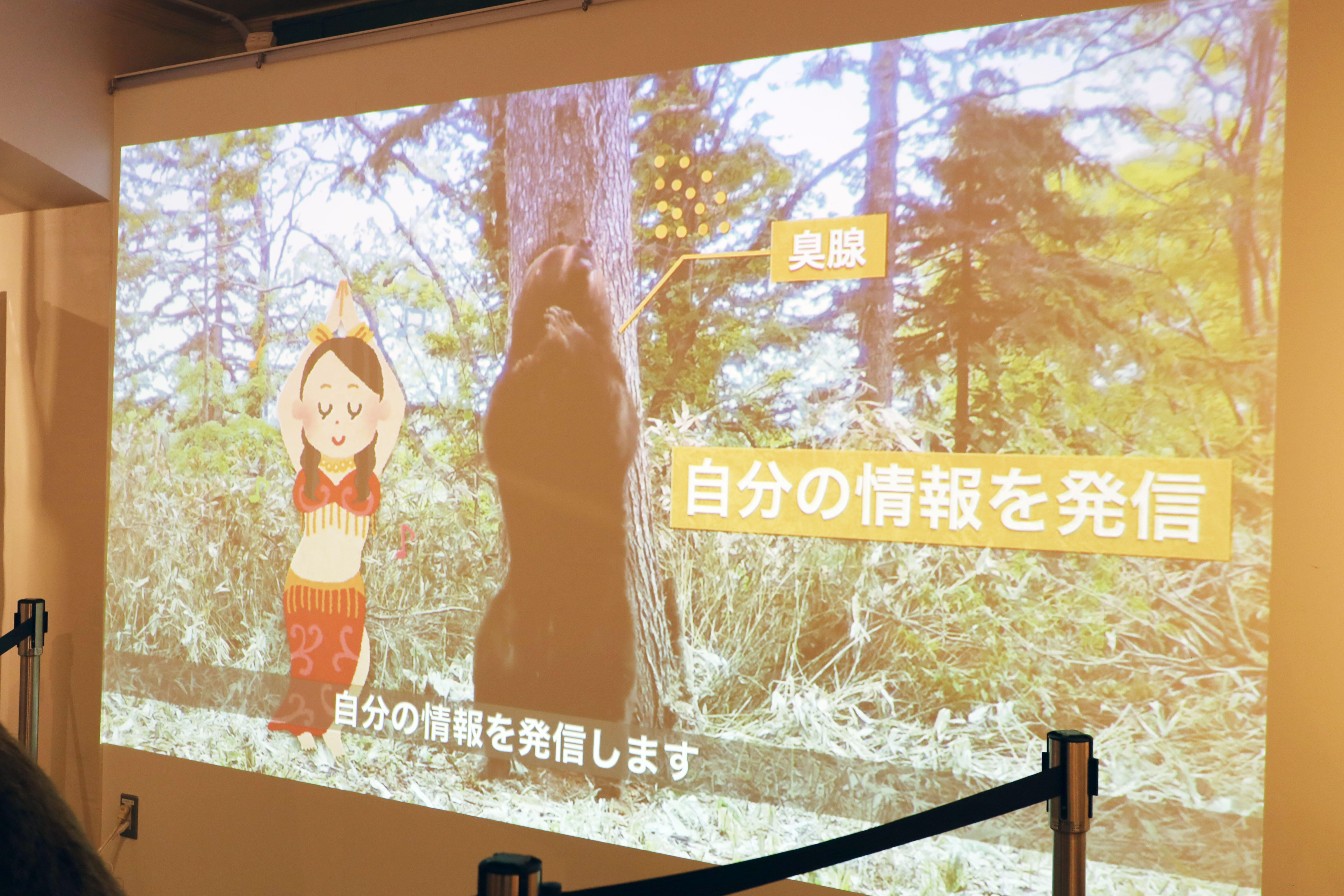 ヒグマの背こすりなど、動物たちの自然な姿をとらえたビデオ展示(撮影:広報・社会連携本部 広報・コミュニケーション部門 川本 真奈美 )