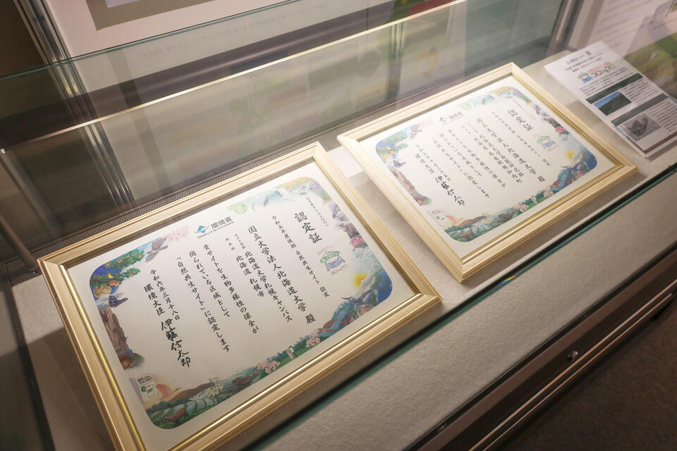 北大札幌キャンパスは生物多様性の保全が図られている区域として、環境省の「自然共生サイト」に認定されている(撮影:社会共創部広報課 長尾 美歩 )