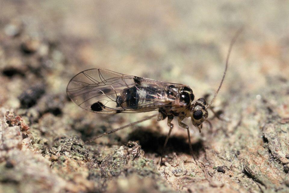 チャタテムシの一種であるPsocus bipunctatus