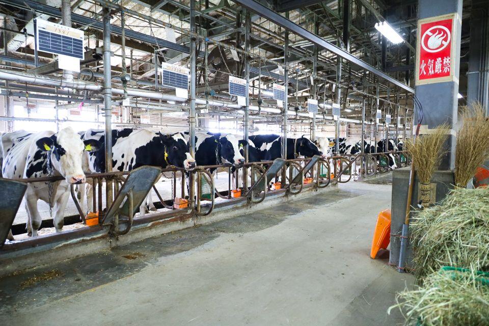 牛舎の中の様子