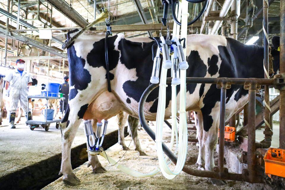 ミルカーによる搾乳の実演