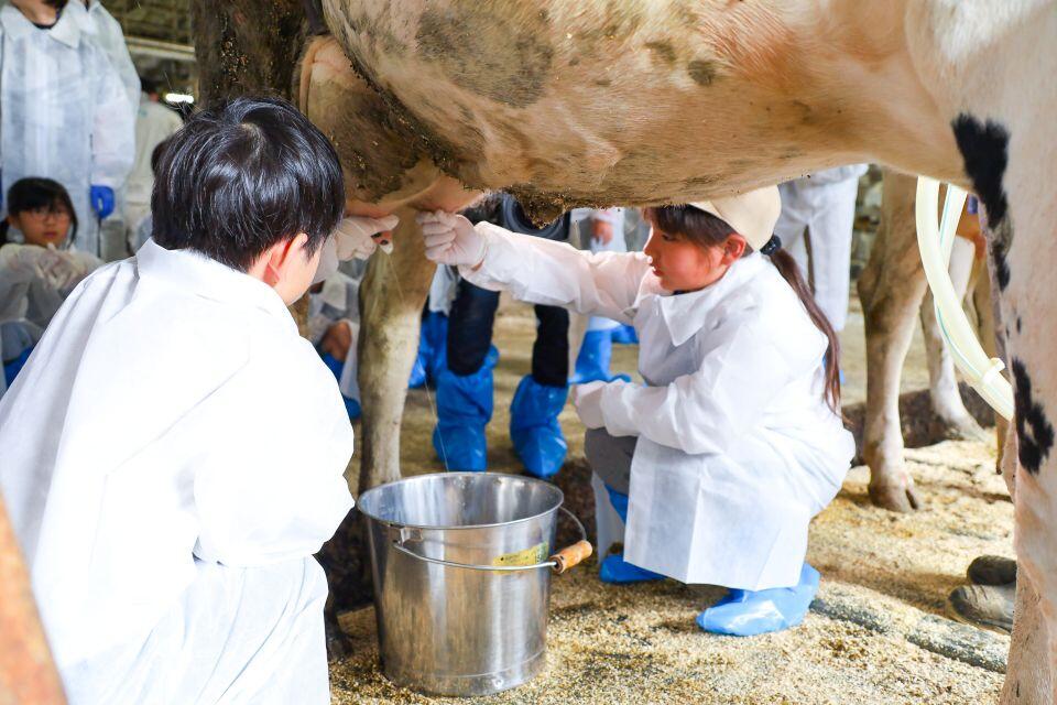 乳しぼりに挑戦する子どもたち