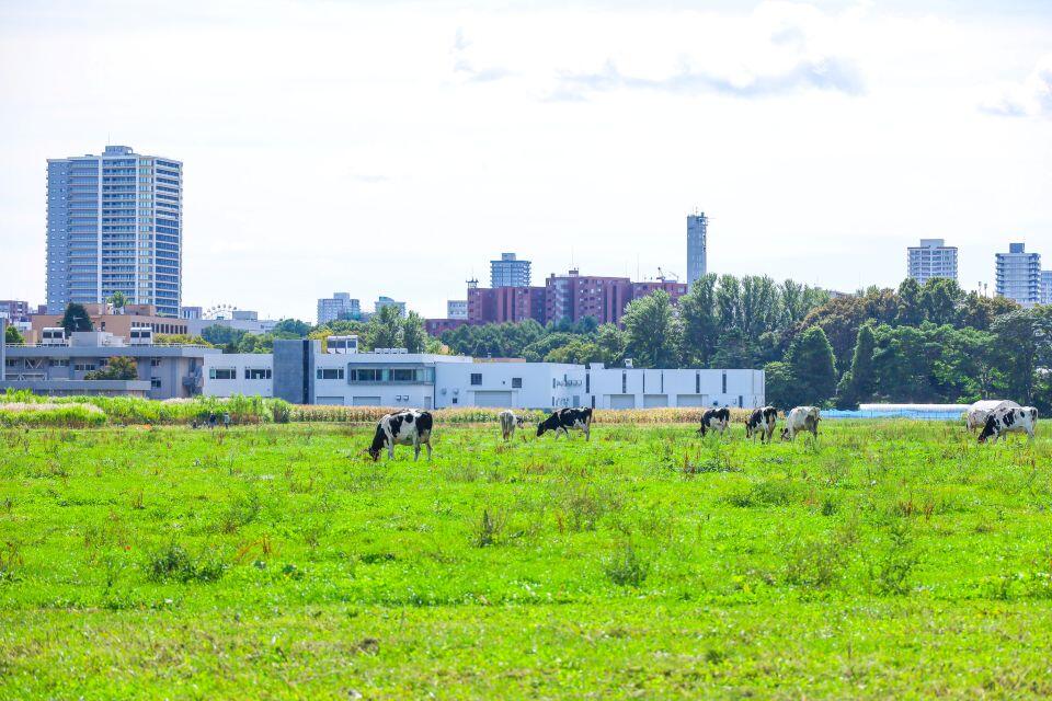 札幌キャンパス内にある放牧地。左奥には札幌駅近くの高層マンションが見える