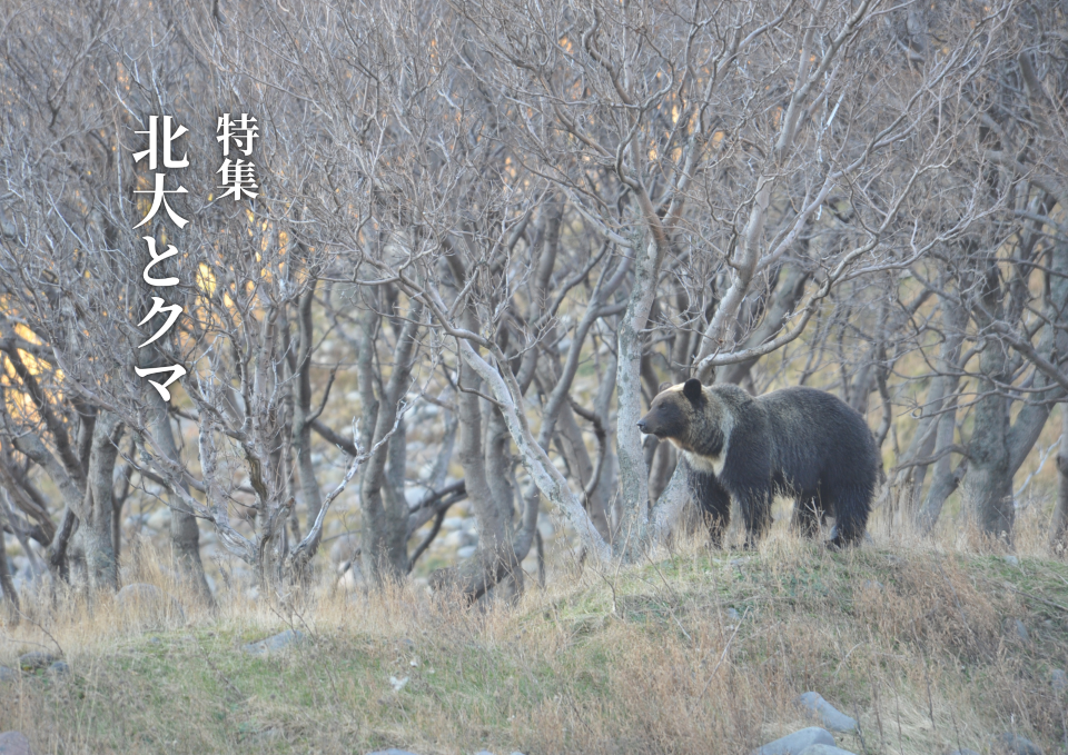 特集「北大とクマ」