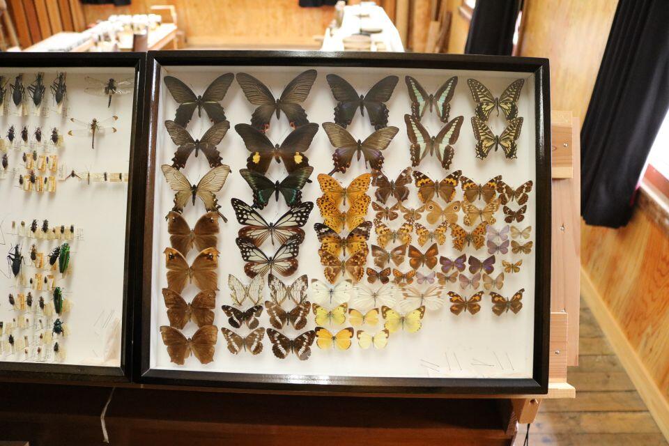 和歌山研究林には多種多様な生き物が生息している