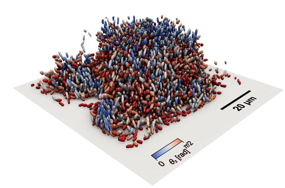 9,234匹のコレラ菌によって形成されたバイオフィルム。色は細胞の向きを表している。（提供：電子科学研究所 大村拓也）