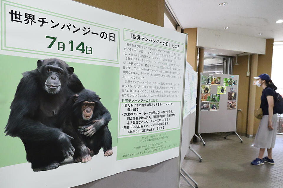 チンパンジー館　屋内観覧場所では、8月7日までパネル展が開催されている