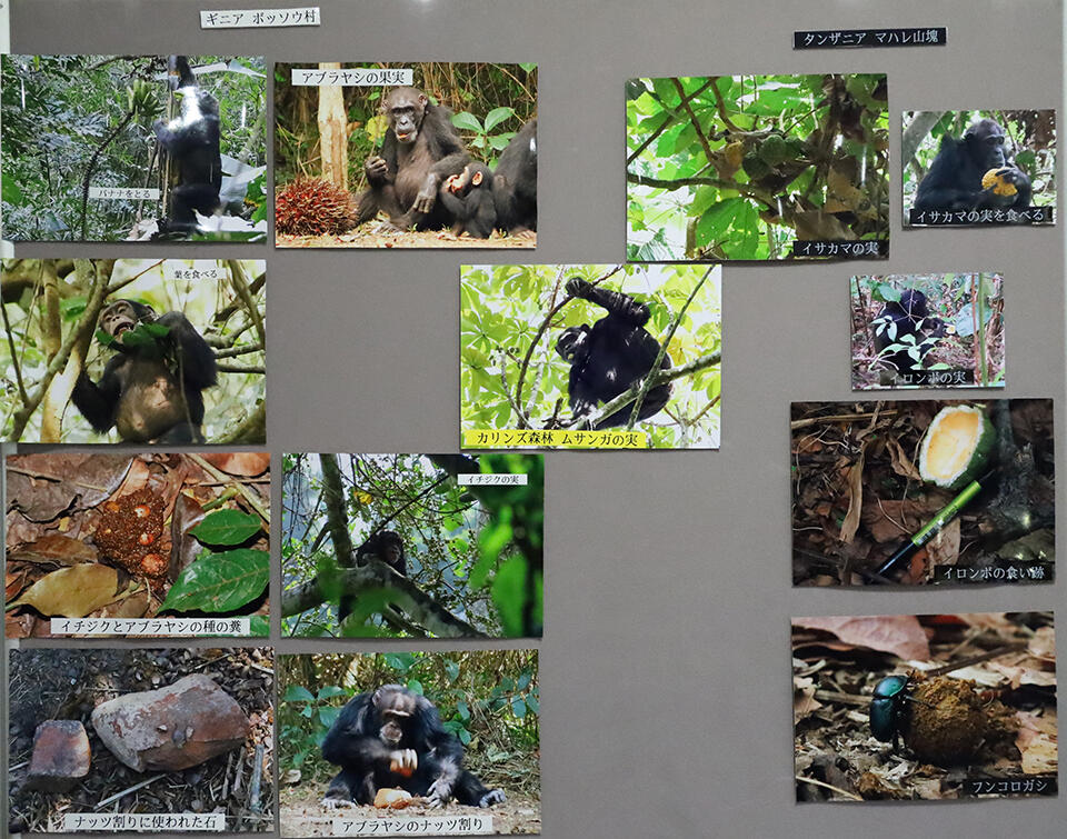 早川さんが提供したアフリカでのフィールド調査の写真も展示されている