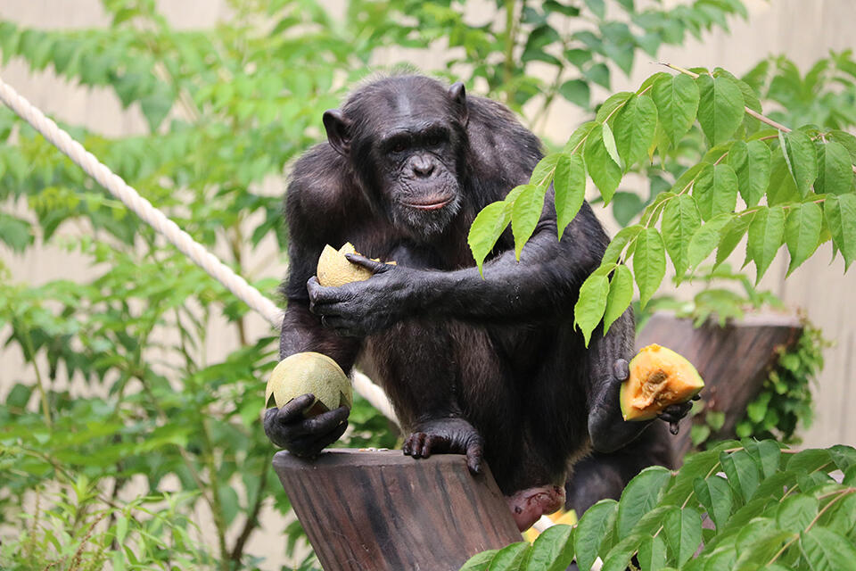 一頭一頭、それぞれお気に入りの場所で食事するチンパンジー （撮影：広報課 Aprilia Agatha Gunawan）