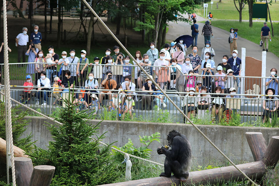 多くの来園者たちが、チンパンジーの観察に訪れました（撮影：広報課 Aprilia Agatha Gunawan）