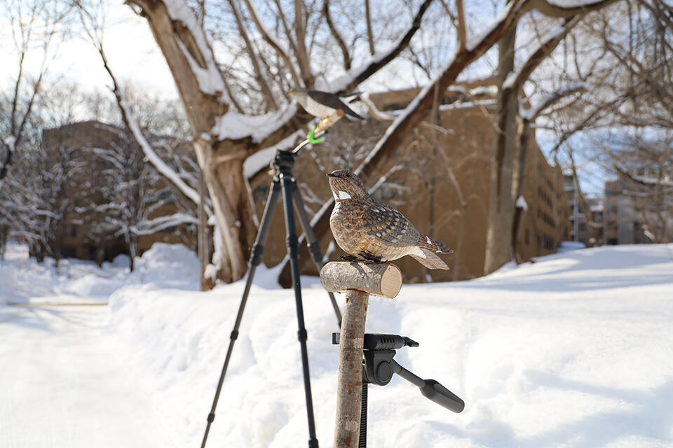 野鳥の模型。スピーカーと併せて利用することで本物の鳥と認識させ、野鳥の生態観察の際に使用される