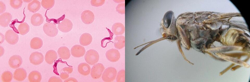＜左＞赤血球の隙間に見える、睡眠病を引き起こすトリパノソーマ（CDC/Dr. Myron G. Schultz提供）＜右＞同感染症の媒介生物であるツェツェバエ