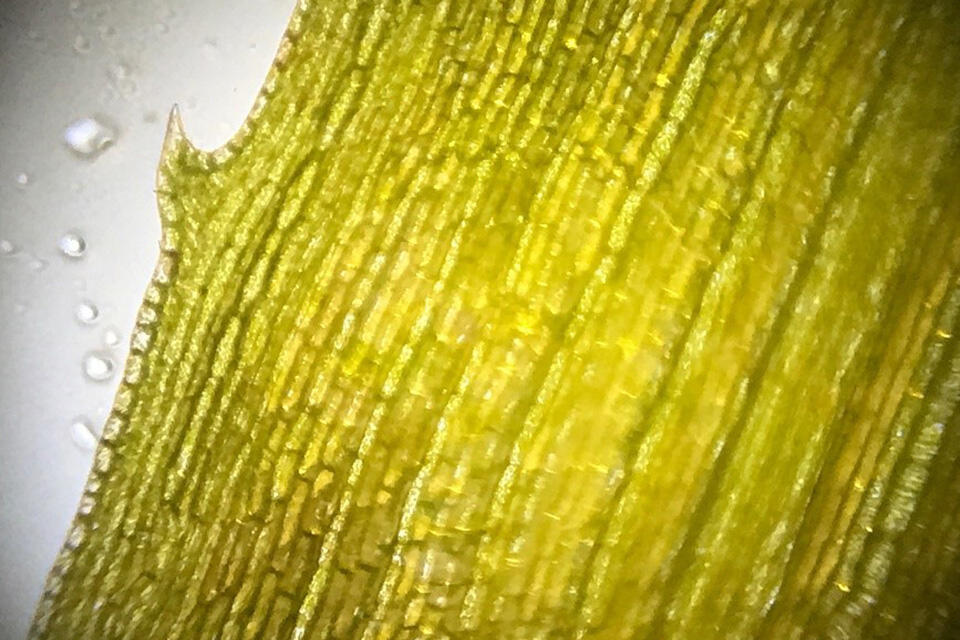 スマホ顕微鏡で撮影した水草。細胞内で葉緑体が動いている様子も観察
