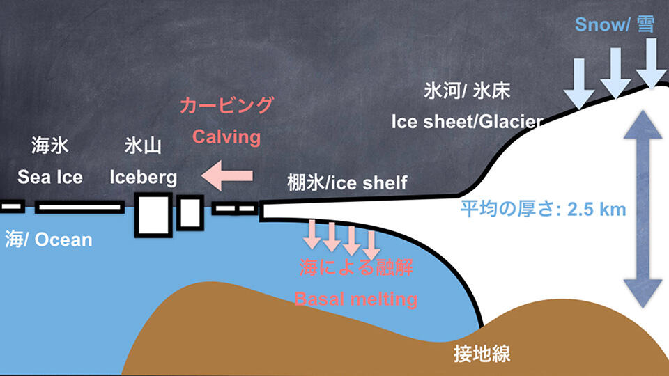 南極大陸の断面図。氷河からせり出した部分が棚氷《資料提供：中山助教》