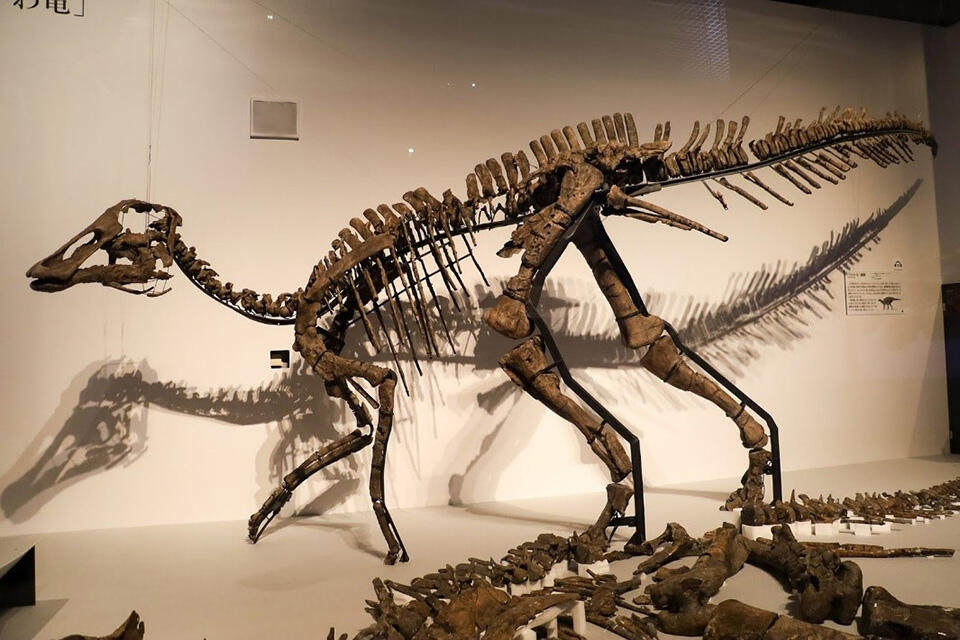 カムイサウルスの全身骨格標本（実物とレプリカ）