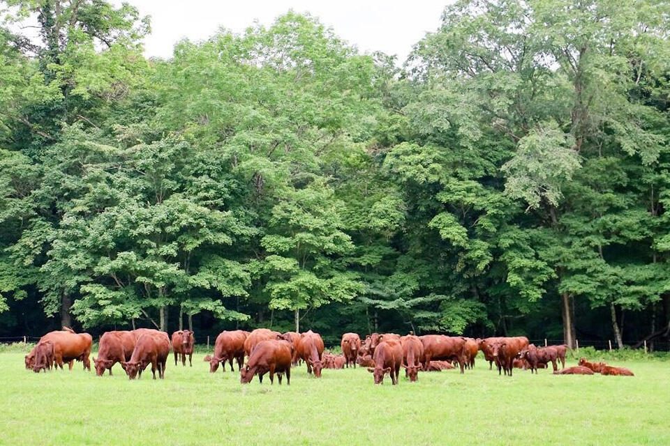森のなかのひらけた場所に放牧される牛たち