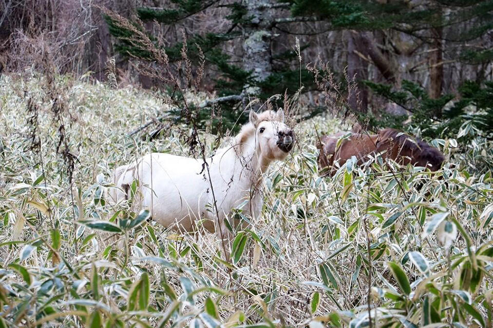 冬は、たんぱく質が豊富なミヤコザサだけをえさとする