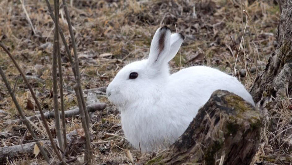 取材時にあらわれた野生のエゾユキウサギ。他にもエゾシカやエゾタヌキなど、様々な動物たちを目撃した