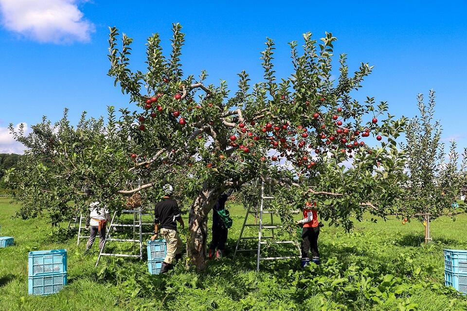 手際よくリンゴを収穫する学生たち