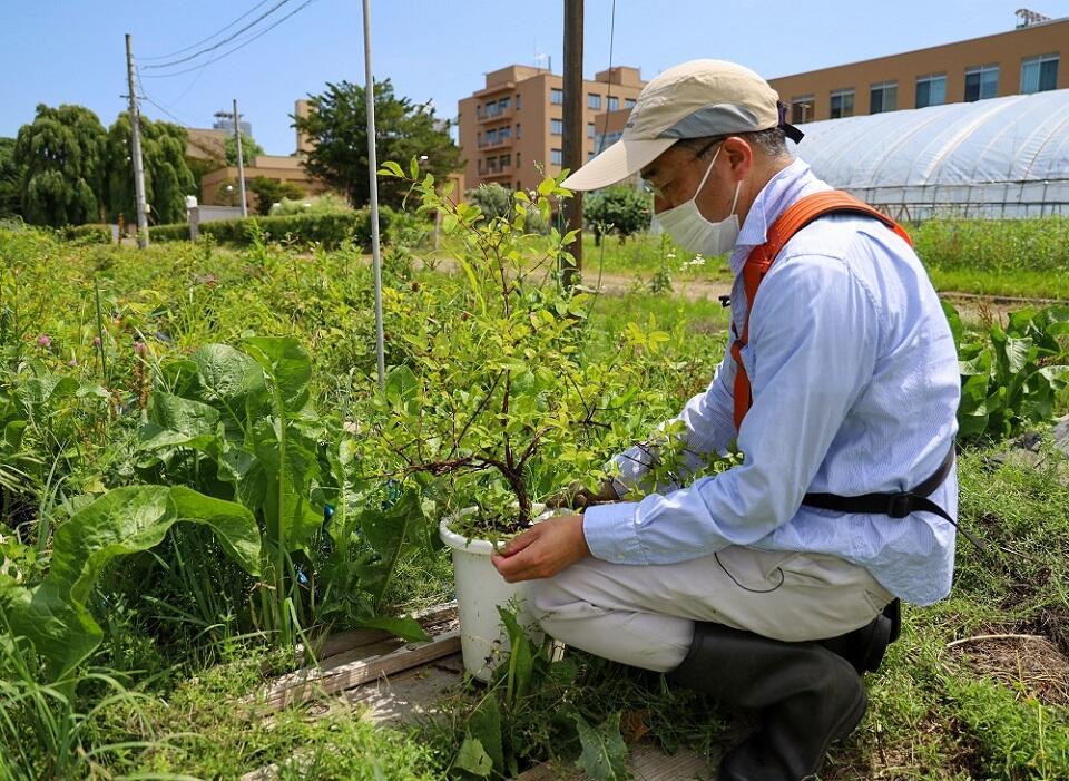 余市果樹園だけでなく、札幌キャンパス内の農場でもハスカップを栽培している