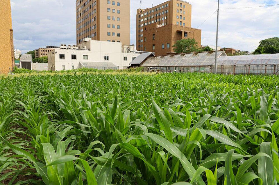 植物栄養学研究室が管理する圃場。毎年違った作物を育てており、2020年はトウモロコシを栽培していた