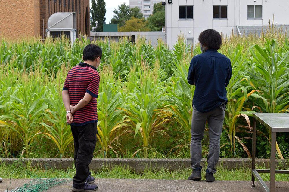 左手前の薄緑色のトウモロコシが生えている区画には、100年以上三要素を一切与えていない。一方、右端の濃緑色のトウモロコシが生えている区画には、三要素すべてを与え続けている。色や大きさに違いはあるが、左のトウモロコシも生育できていることがわかる