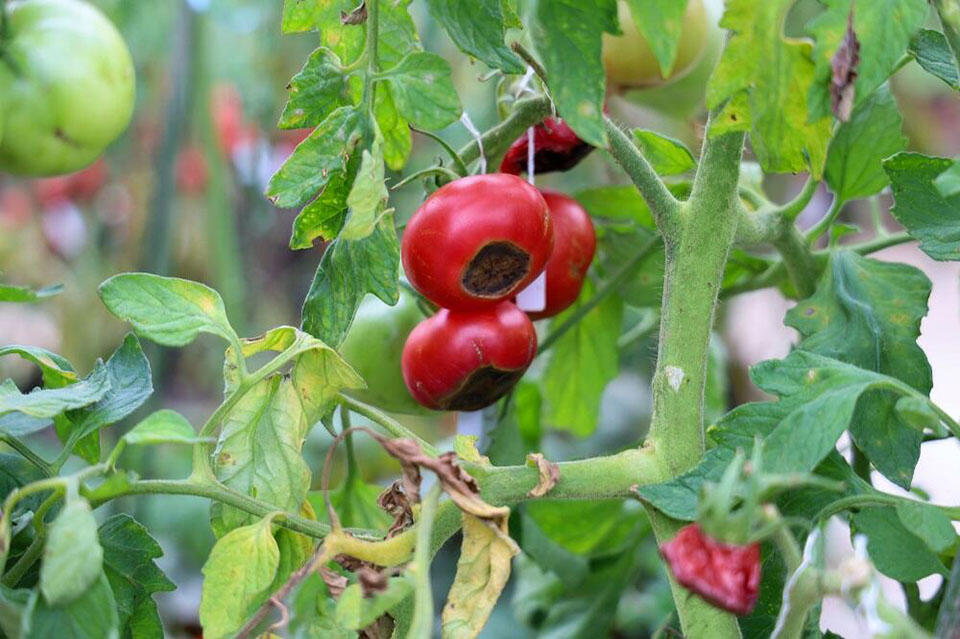 尻腐れのトマト。実の下の部分が黒くなってしまっている。こうした現象は、トマトだけでなくパプリカなど他のナス科の植物にも見られるという