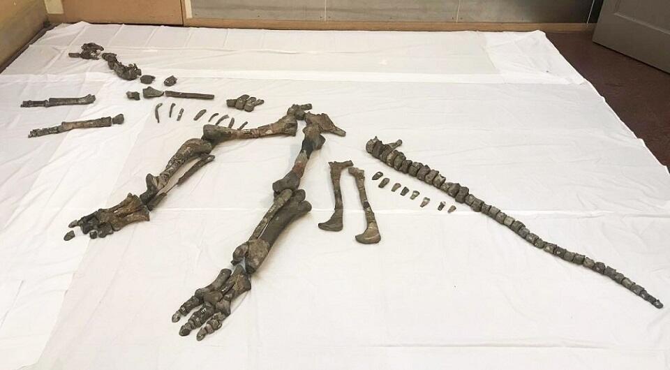 白亜紀後期に生息していたニッポノサウルスの全身骨格標本（実物）。